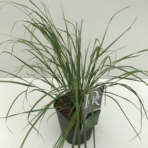 Graminées Anemanthele 'Sirocco'