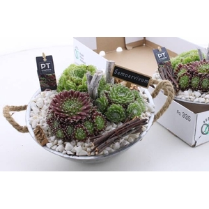 ARR SEMPERVIVUM