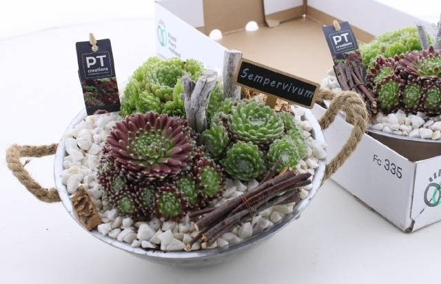 <h4>ARR SEMPERVIVUM</h4>