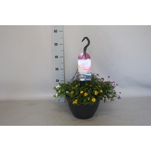 Hangpotten 27 waterreservoir mix 1 Calibrachoa wit, Sanvitalia, Brachyscome violet
