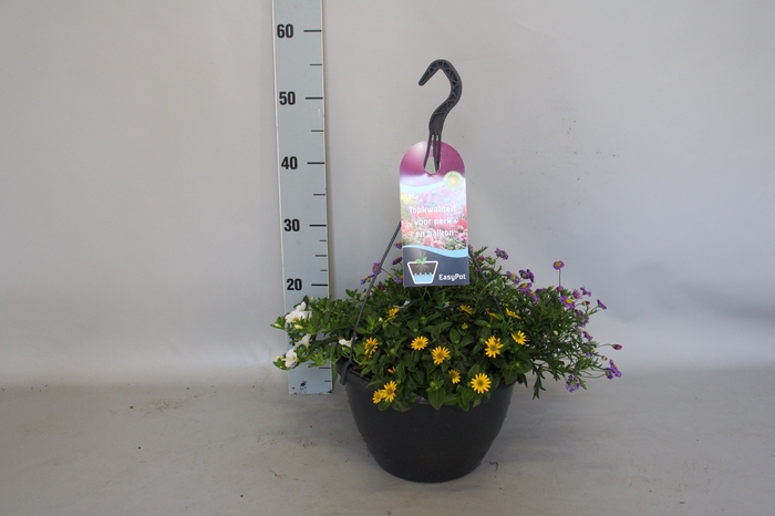 <h4>Hangpotten 27 waterreservoir mix 1 Calibrachoa wit, Sanvitalia, Brachyscome violet</h4>