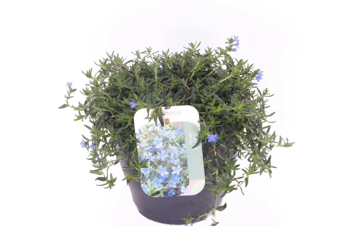 Lithodora diffusa