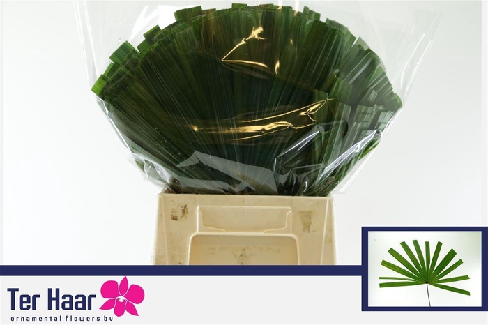 <h4>Chamaerops sp. ...blad</h4>