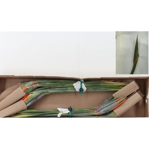 Strelitzia Box