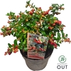 Vaccinium vit. Fireballs