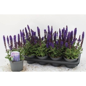 SALVIA NE MIDNIGH PU