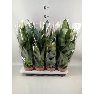 Spathiphyllum  'Sweet Chico'