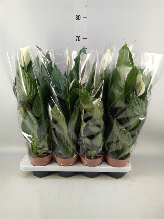 <h4>Spathiphyllum  'Sweet Chico'</h4>