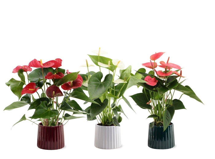 <h4>Anthurium 14 cm 3 color mix in Sophia ceramics</h4>
