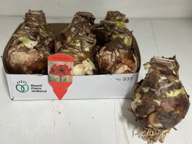 <h4>BLOEMBOL HIPPEASTRUM</h4>