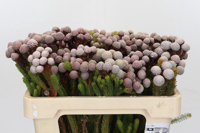 <h4>Cape Green Stokoei</h4>