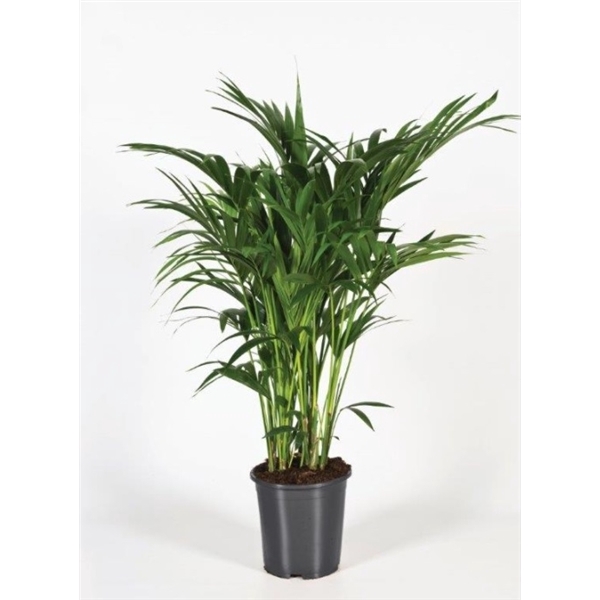 <h4>Howea forsteriana 120cm (Kentia)</h4>