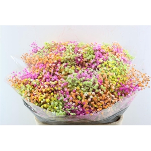 Gyps Pa. Rainbow Spring