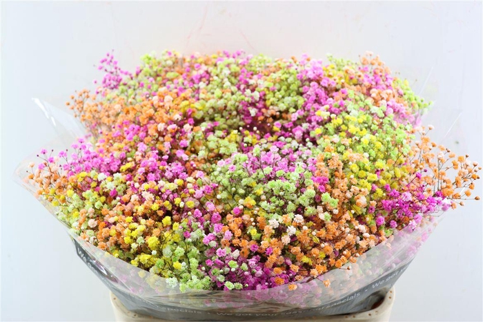 <h4>Gyps Pa. Rainbow Spring</h4>