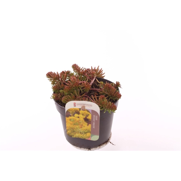 <h4>Sedum reflexum Angelina</h4>