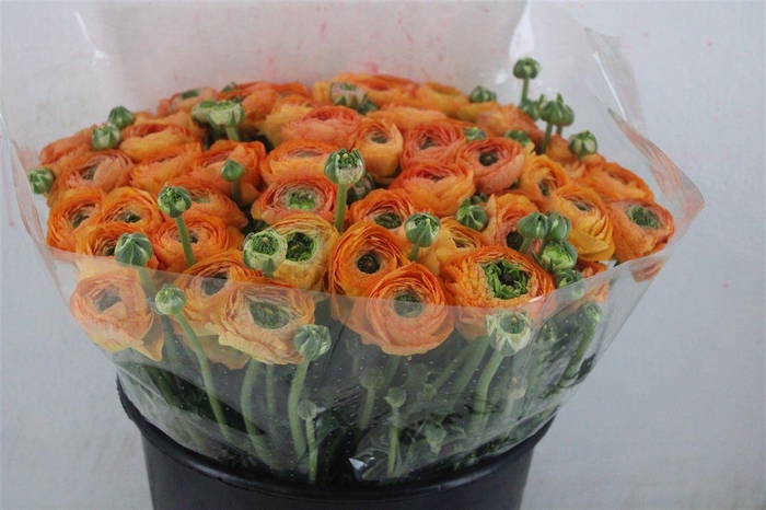 <h4>Ran Cloni Ex Honey</h4>