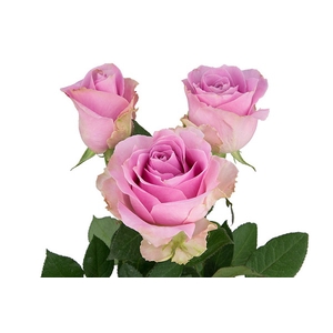ROSA SHOCK AVALANCHE 040 CM ESTUFA