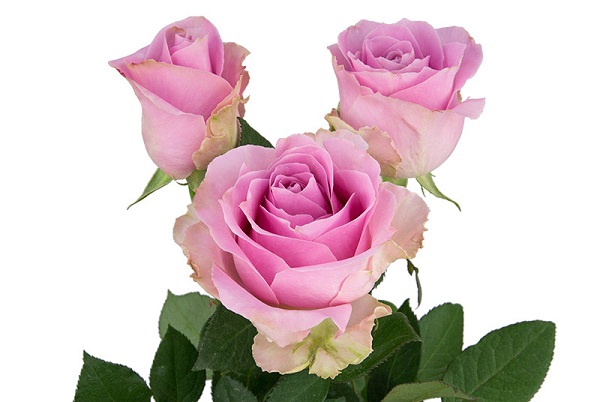 ROSA SHOCK AVALANCHE 040 CM ESTUFA