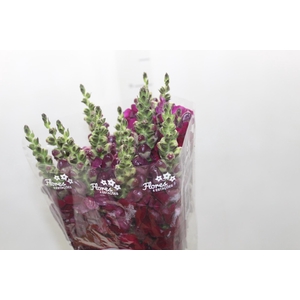 BOCA DE LEAO POTOMAC RED 080 CM