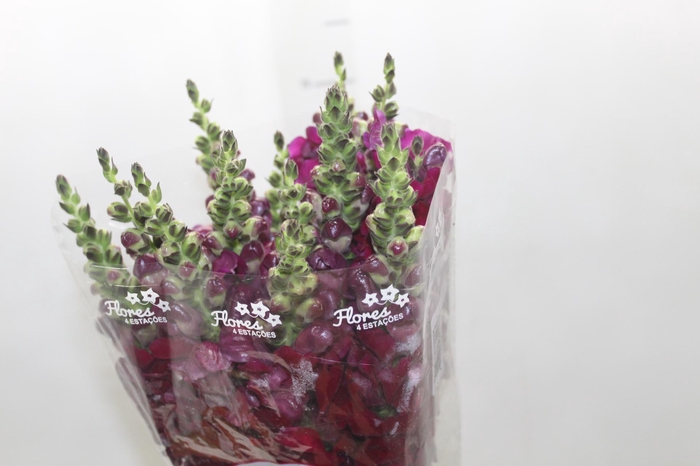 <h4>BOCA DE LEAO POTOMAC RED 080 CM</h4>