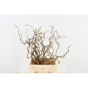 CORYL AV CONTORTA 1 JARIG 040CM