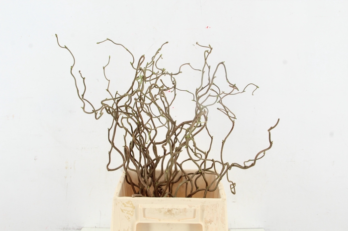 <h4>CORYL AV CONTORTA 1 JARIG 040CM</h4>