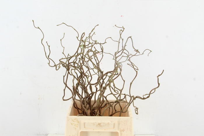 <h4>CORYL AV CONTORTA 1 JARIG 040CM</h4>