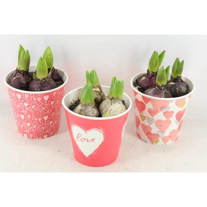 arr4 Hyacint RN - Cup share the love x6