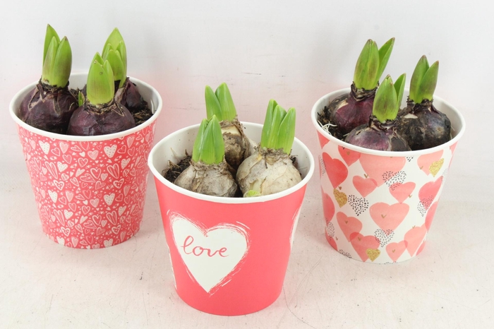 <h4>arr4 Hyacint RN - Cup share the love x6</h4>