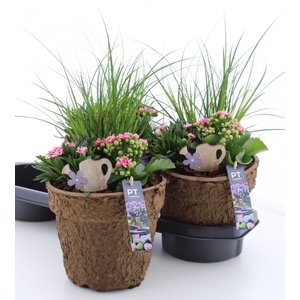 ARR TUINPLANTEN