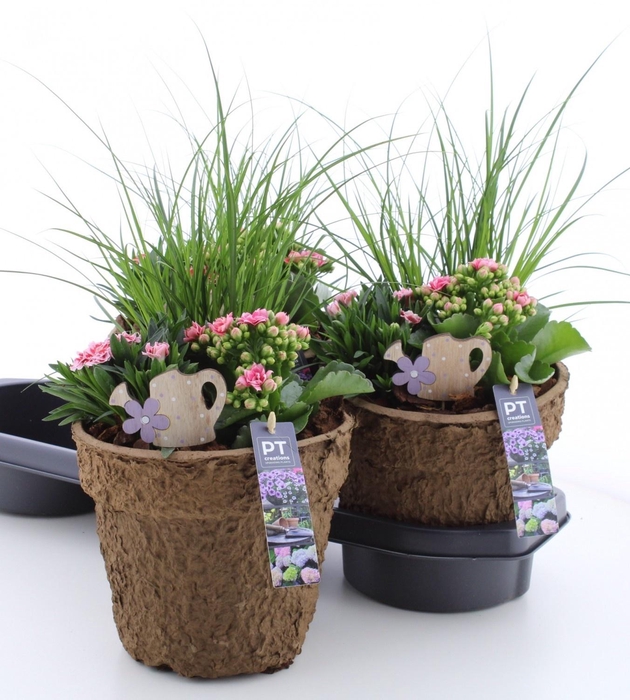 <h4>ARR TUINPLANTEN</h4>