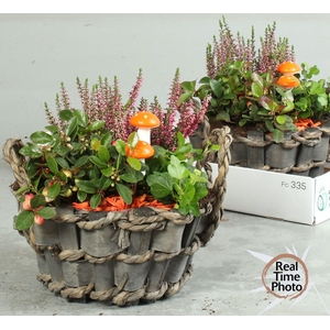 ARR TUINPLANTEN