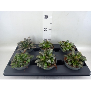 Planten Groen   ...L%