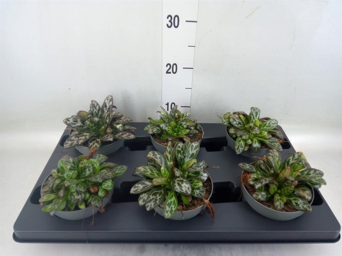 <h4>Planten Groen ...L%</h4>