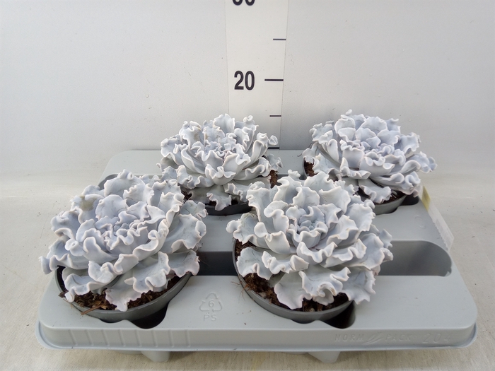 <h4>Echeveria   ...</h4>