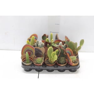 CACTUS MINI P06