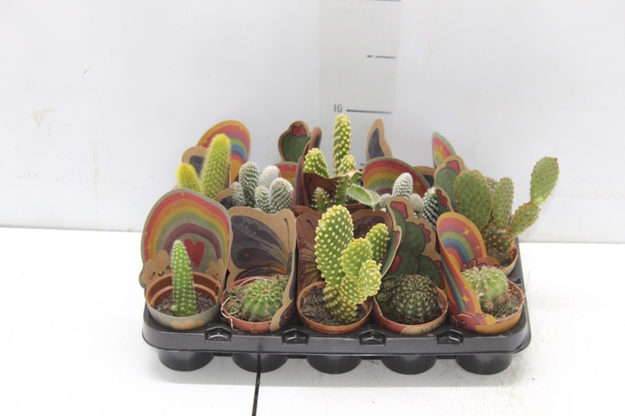 <h4>CACTUS MINI P06</h4>