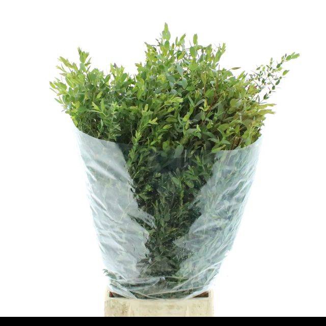 <h4>EUC PARVIFOLIA P BS</h4>