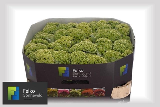 <h4>CEL C ACT VERDA</h4>