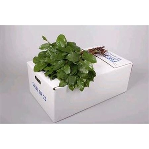 Salal Tips White Box Air