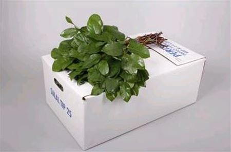 <h4>Salal Tips White Air</h4>