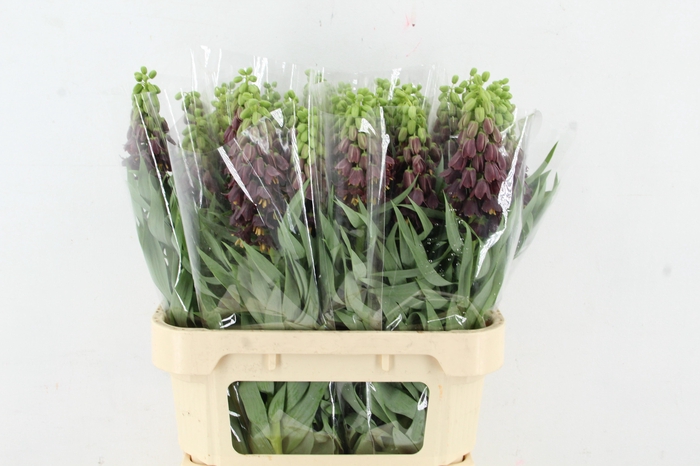 <h4>FRIT PERSICA 080CM</h4>