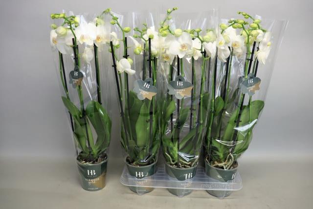 PHAL AN DOVER