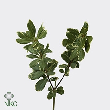 Pittosporum Rhombifolia Fiorito Verde