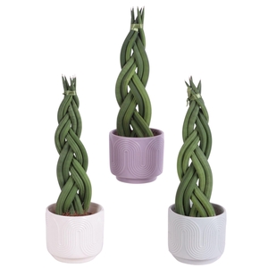 Sansevieria Cylindrica Braided 6 Leaf in Ø11cm Ceramic SE571