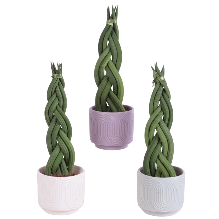<h4>Sansevieria Cylindrica Braided 6 Leaf in Ø11cm Ceramic SE571</h4>