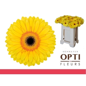 Gerbera Apollo Water