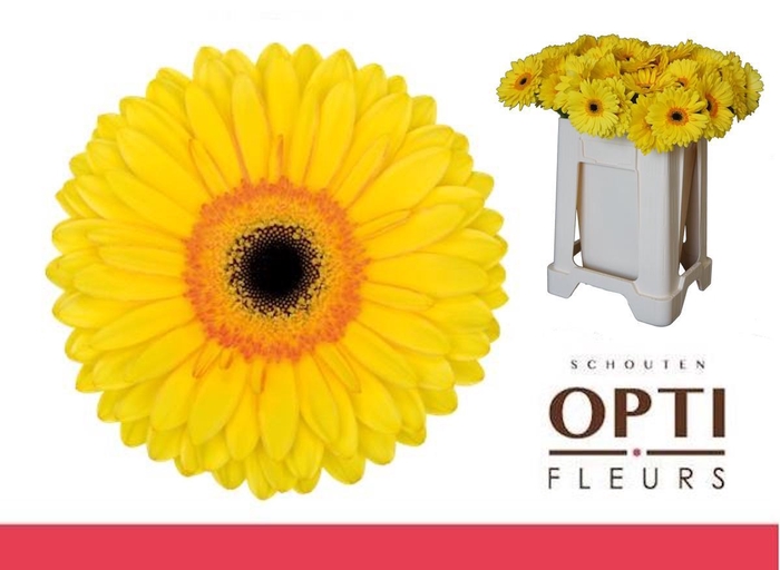 <h4>Gerbera Apollo Water</h4>