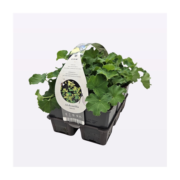 <h4>Alchemilla mollis</h4>