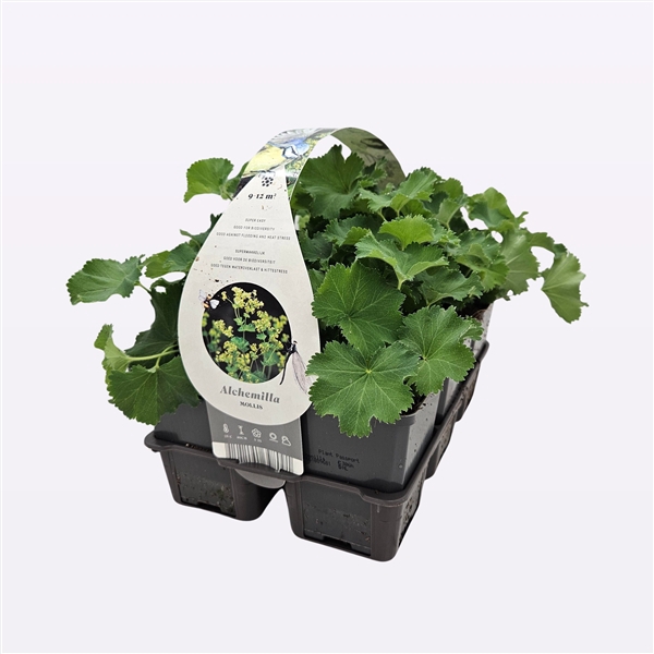 Alchemilla mollis